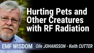 Hurting Pets and Other Creatures with RF Radiation
