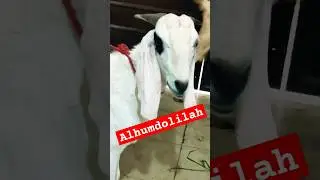 Alhumdolilah ❤️ #aimantalks #islamicvideo #eiduladha2023