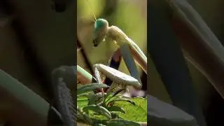 How to identify a male or female praying mantis!