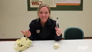 The least weasel