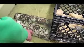 Frozen Mushroom Inculcated Logs!