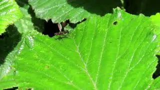 Black Scavenger Fly (Nemopoda nitidula)