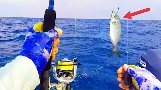 Fishing 20 Miles OFFSHORE with LIVE Hard Tails!