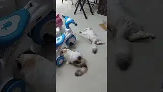 #Cats #Cute মতির জীবন-মরন সমস্যা.... কে বাঁচাবে মতিকে???? 🥹🥹🥹