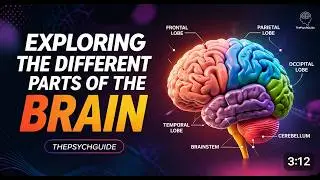 &ldquo;Parts of the Brain Explained Simply | Psychology Made Easy for Students | The Psych Guide&rdquo;