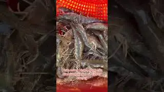 Ch&uacute;c mừng kh&aacute;ch h&agrave;ng cty Biomic nu&ocirc;i t&ocirc;m về size 19 con/kg #nuoitomthechantrang #biomic