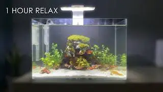 Stone Crab Fish Tank | Relaxing Music for Sleep, Study, Meditation | 1h #NanoTank #aquarium #lofi