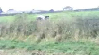 maverick jumping 1 45m + hedge