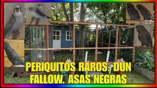 MOSTRANDO CRIA&Ccedil;&Atilde;O DE PERIQUITOS RAROS: DUN FALLOW, ASAS NEGRAS E BLACK FACE