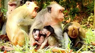 Jane and Jade Like  Janet and Junila, All Very Adorable Baby Monkey!