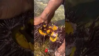 கடல் முள்ளெலி🧐 Sea Urchin | மூரை #allwinjilly #suvaiyosuvai #shortsvideo #healthtips #shorts