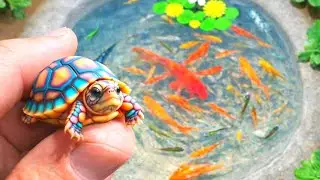 Unbelievable Catch! Colorful Aquarium Fish From a Tiny Pond