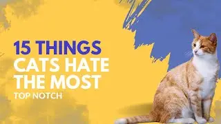 15 Things Cats Hate The Most