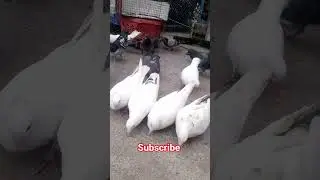 Highflying giribaz kobutor ke shorts video/giribaz pigoen #populerpigeon #pigeon #youtubeshorts