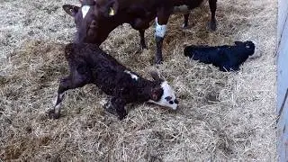 New born twin calf takes first steps.