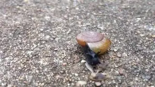 CANNIBAL SNAIL WHAT WHY