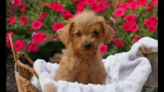 Micro Mini Goldendoodle Puppy for Sale