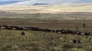 Parker Ranch Manny's herd