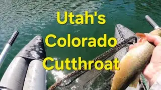 Chasing Utahs Colorado River Cutthroat Trout