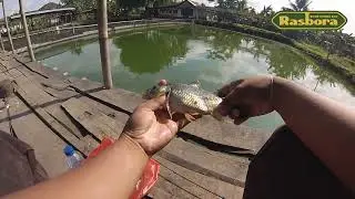 Racikan Umpan ikan mas/tombro pakai Umpan RASBORA spesial amis jamin ikan pada ngumpul dan strike