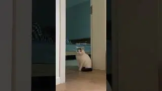 Котик сходил в барбер шоп #recipe #mems #recommended #vine #vines