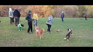 Puppy dog costume party #dog park #fun happy Halloween #puppy #dog #puppymania 