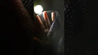ASMR 🧠 Bright AF Lights for your Brain
