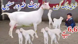 Top Class Original Gulabi Burri Goat Breed | VIP Original Russian Goat Breed | Big Offer N B G F PAK