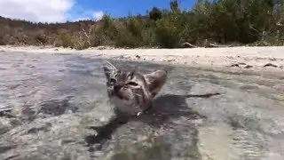 Fearless kitten loves swimming in the ocean