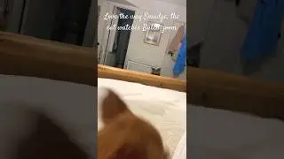 Bedtime zoomies with Butch and Smudge