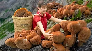 SHOCKING! Harvesting Stone Mushroom Tubers - A hard mushroom that grows on rocky mountains