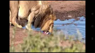 Lion drink water 