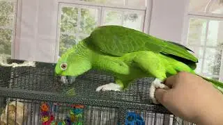 Vicky celosa de Jaco/Jaco baila para enamorar a Vicky/loros hablando/loros llorando porqlo regañaron