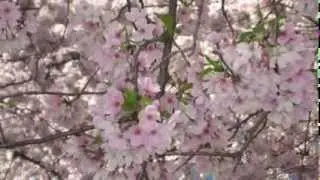 Cherry Blossom Parade and Festival