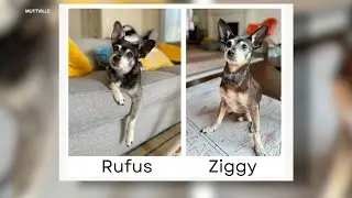 Bay Area family discovers newly-adopted dog is biological father of pet who passed away