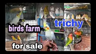 birds for sale trichy|cockatiel birds farm trichy|love birds sale in tichy|budgies farm in trichy