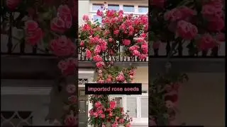 Climbing Rose Flowers Seeds 🌿💚❄️💐#garden #gardening #plants #tree #flowers #nature #farming
