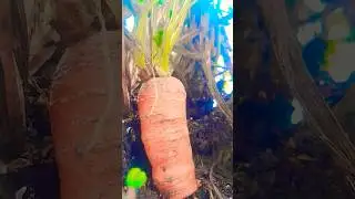 how to grow carrot in garden balcony simple technique