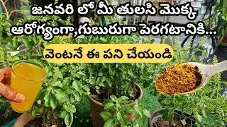 జనవరి నెలలో తులసిమొక్క గుబురుగా పెరిగే రహస్యం|| Tulsi plant care |Tulasi plant growing tips #tulasi