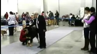 Россия 2014 CACIB  суки юниоры часть 2