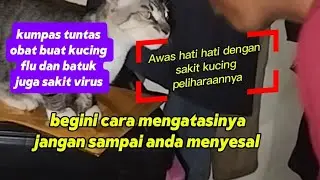 kucing sakit flu ini obatnya #kucing #kucingsakit #catlover