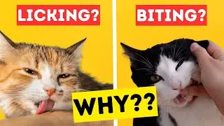 Top 5 Reasons Why Cats BITE When You Pet Them