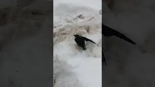 Робкий гость #галка / Shy guest #Jackdaw