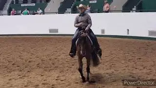 Calypso JPH, Purebred Ranch Rail Pleasure, 2021 Region 10 Arabian Championship Show