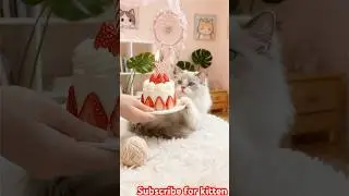 🎂 A Brave Birthday Wish: Pray for our Silver Persian Baby 🤍🙏#cat