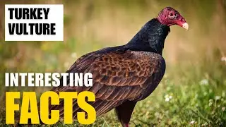What Are the Most Interesting Facts About  Turkey Vulture? | Interesting Facts | The Beast World