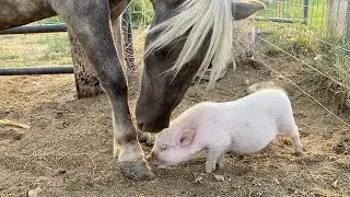 Daisy The Mini Pig Meets Mini Horses