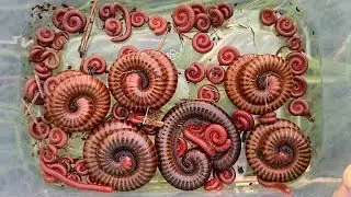Giant Millipedes & Red Beetle: Bug Hunt in My Coconut Garden