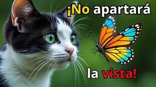 ¿Tu Gato Está Aburrido? Prueba Este Video de Mariposas en Acción