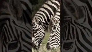 Zebra fun facts